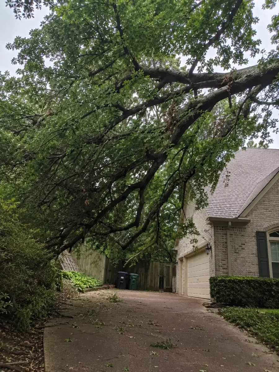 Before - Orlando Tree Company project