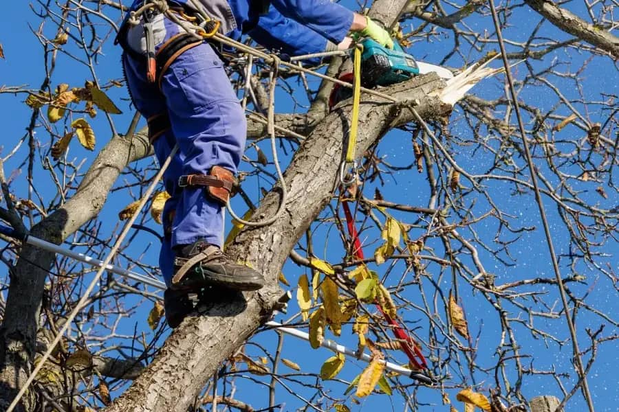 Arborist Services by Orlando Tree Company in Orlando