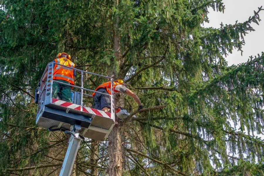 Commercial Tree Care by Orlando Tree Company in Orlando