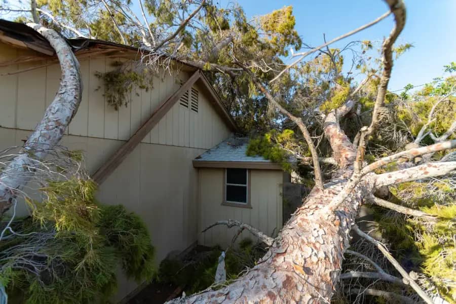 Emergency Tree Service by Orlando Tree Company in Orlando
