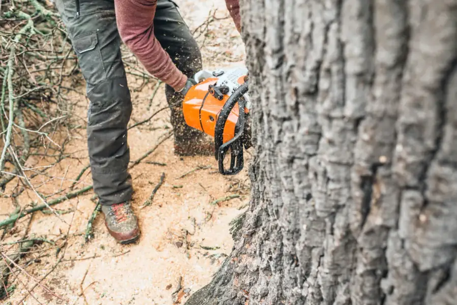 Tree Removal by Orlando Tree Company in Orlando