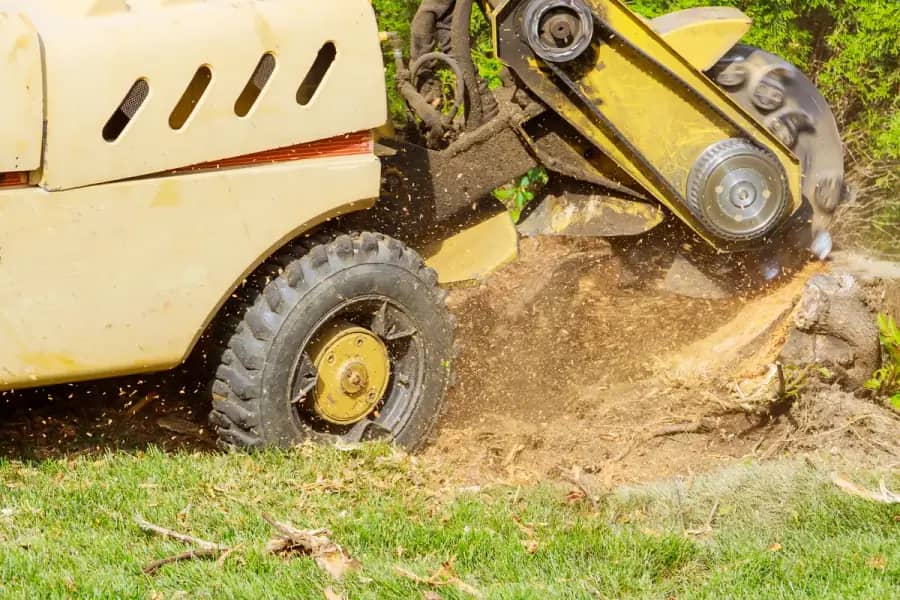 Stump Grinding by Orlando Tree Company in Orlando