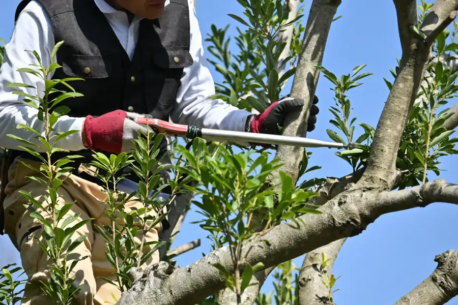 Tree Trimming by Orlando Tree Company in Orlando
